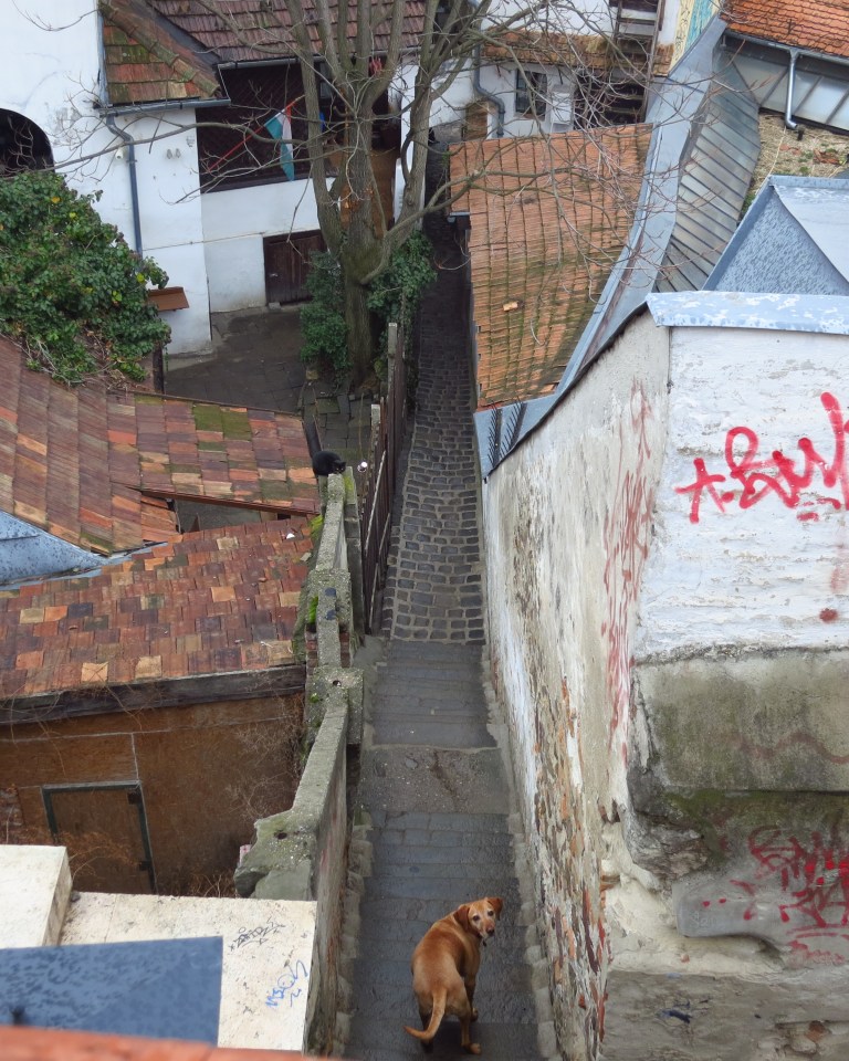 The dog didn't see the cat yet