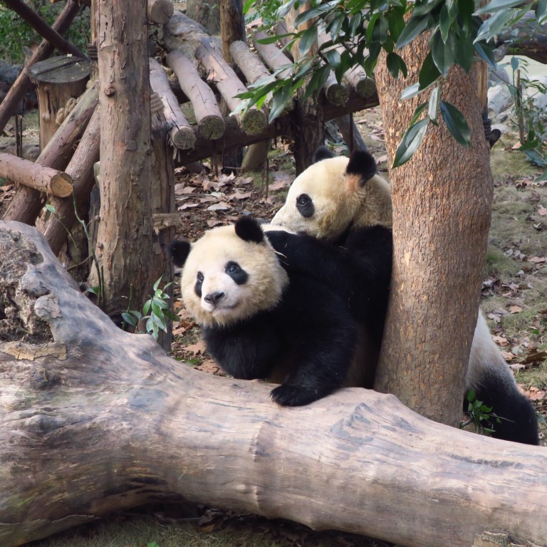 china_michi_cam_20190121_0353